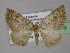  (Asthenotricha polydora - BC ZSM Lep 32018)  @14 [ ] CreativeCommons - Attribution Non-Commercial Share-Alike (2010) Unspecified SNSB, Zoologische Staatssammlung Muenchen