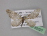  (Eupithecia mendosaria - BC ZSM Lep 32027)  @13 [ ] CreativeCommons - Attribution Non-Commercial Share-Alike (2010) Unspecified SNSB, Zoologische Staatssammlung Muenchen