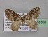  ( - BC ZSM Lep 32038)  @12 [ ] CreativeCommons - Attribution Non-Commercial Share-Alike (2010) Unspecified SNSB, Zoologische Staatssammlung Muenchen