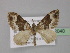 ( - BC ZSM Lep 32040)  @13 [ ] CreativeCommons - Attribution Non-Commercial Share-Alike (2010) Unspecified SNSB, Zoologische Staatssammlung Muenchen