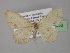  ( - BC ZSM Lep 32053)  @13 [ ] CreativeCommons - Attribution Non-Commercial Share-Alike (2010) Unspecified SNSB, Zoologische Staatssammlung Muenchen