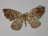  (Ecpetala obtusa - BC ZSM Lep 32061)  @13 [ ] CreativeCommons - Attribution Non-Commercial Share-Alike (2010) Unspecified SNSB, Zoologische Staatssammlung Muenchen