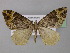  ( - BC ZSM Lep 32070)  @13 [ ] CreativeCommons - Attribution Non-Commercial Share-Alike (2010) Unspecified SNSB, Zoologische Staatssammlung Muenchen
