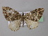  ( - BC ZSM Lep 32071)  @13 [ ] CreativeCommons - Attribution Non-Commercial Share-Alike (2010) Unspecified SNSB, Zoologische Staatssammlung Muenchen