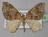  (Xanthorhoe argenteolineata - BC ZSM Lep 32072)  @14 [ ] CreativeCommons - Attribution Non-Commercial Share-Alike (2010) Unspecified SNSB, Zoologische Staatssammlung Muenchen
