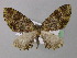  ( - BC ZSM Lep 32074)  @14 [ ] CreativeCommons - Attribution Non-Commercial Share-Alike (2010) Unspecified SNSB, Zoologische Staatssammlung Muenchen