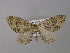  ( - BC ZSM Lep 32075)  @13 [ ] CreativeCommons - Attribution Non-Commercial Share-Alike (2010) Unspecified SNSB, Zoologische Staatssammlung Muenchen