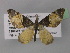  (Eupithecia dilucidaAH03Tz - BC ZSM Lep 32077)  @14 [ ] CreativeCommons - Attribution Non-Commercial Share-Alike (2010) Unspecified SNSB, Zoologische Staatssammlung Muenchen