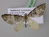  ( - BC ZSM Lep 32079)  @14 [ ] CreativeCommons - Attribution Non-Commercial Share-Alike (2010) Unspecified SNSB, Zoologische Staatssammlung Muenchen