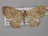  (Asthenotricha strangulataAH01Tz - BC ZSM Lep 32087)  @11 [ ] CreativeCommons - Attribution Non-Commercial Share-Alike (2010) Unspecified SNSB, Zoologische Staatssammlung Muenchen