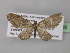  (Eupithecia montavoniAH01Tz - BC ZSM Lep 32089)  @14 [ ] CreativeCommons - Attribution Non-Commercial Share-Alike (2010) Unspecified SNSB, Zoologische Staatssammlung Muenchen