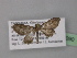  (Eupithecia multiAH01Tz - BC ZSM Lep 32090)  @12 [ ] CreativeCommons - Attribution Non-Commercial Share-Alike (2010) Unspecified SNSB, Zoologische Staatssammlung Muenchen