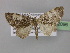  (Eupithecia dohertyiAH01Tz - BC ZSM Lep 32096)  @13 [ ] CreativeCommons - Attribution Non-Commercial Share-Alike (2010) Unspecified SNSB, Zoologische Staatssammlung Muenchen
