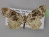  (Eupithecia dohertyiAH02Tz - BC ZSM Lep 32097)  @13 [ ] CreativeCommons - Attribution Non-Commercial Share-Alike (2010) Unspecified SNSB, Zoologische Staatssammlung Muenchen