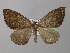  (Mimoclystia corticearia - BC ZSM Lep 32102)  @14 [ ] CreativeCommons - Attribution Non-Commercial Share-Alike (2010) Unspecified SNSB, Zoologische Staatssammlung Muenchen