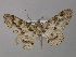  ( - BC ZSM Lep 32107)  @13 [ ] CreativeCommons - Attribution Non-Commercial Share-Alike (2010) Unspecified SNSB, Zoologische Staatssammlung Muenchen
