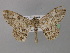  ( - BC ZSM Lep 32108)  @11 [ ] CreativeCommons - Attribution Non-Commercial Share-Alike (2010) Unspecified SNSB, Zoologische Staatssammlung Muenchen