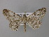  ( - BC ZSM Lep 32109)  @14 [ ] CreativeCommons - Attribution Non-Commercial Share-Alike (2010) Unspecified SNSB, Zoologische Staatssammlung Muenchen