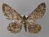  ( - BC ZSM Lep 32111)  @14 [ ] CreativeCommons - Attribution Non-Commercial Share-Alike (2010) Unspecified SNSB, Zoologische Staatssammlung Muenchen