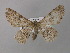  ( - BC ZSM Lep 32112)  @11 [ ] CreativeCommons - Attribution Non-Commercial Share-Alike (2010) Unspecified SNSB, Zoologische Staatssammlung Muenchen