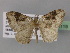 (Xanthorhoe AH05Tz - BC ZSM Lep 32119)  @14 [ ] CreativeCommons - Attribution Non-Commercial Share-Alike (2010) Unspecified SNSB, Zoologische Staatssammlung Muenchen