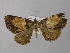  ( - BC ZSM Lep 32123)  @13 [ ] CreativeCommons - Attribution Non-Commercial Share-Alike (2010) Unspecified SNSB, Zoologische Staatssammlung Muenchen