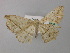  ( - BC ZSM Lep 32133)  @13 [ ] CreativeCommons - Attribution Non-Commercial Share-Alike (2010) Unspecified SNSB, Zoologische Staatssammlung Muenchen