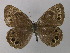  ( - BC ZSM Lep 32145)  @13 [ ] CreativeCommons - Attribution Non-Commercial Share-Alike (2010) Unspecified SNSB, Zoologische Staatssammlung Muenchen