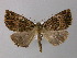  (Charca GB02Ec - BC ZSM Lep 32738)  @14 [ ] CreativeCommons - Attribution Non-Commercial Share-Alike (2010) Unspecified SNSB, Zoologische Staatssammlung Muenchen
