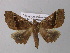  (Pero AH08Ec - BC ZSM Lep 32746)  @14 [ ] CreativeCommons - Attribution Non-Commercial Share-Alike (2010) Unspecified SNSB, Zoologische Staatssammlung Muenchen