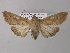  (Mythimna AH01Ec - BC ZSM Lep 32747)  @13 [ ] CreativeCommons - Attribution Non-Commercial Share-Alike (2010) Unspecified SNSB, Zoologische Staatssammlung Muenchen