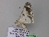  ( - BC ZSM Lep 32793)  @13 [ ] CreativeCommons - Attribution Non-Commercial Share-Alike (2010) Unspecified SNSB, Zoologische Staatssammlung Muenchen