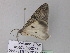  ( - BC ZSM Lep 32794)  @12 [ ] CreativeCommons - Attribution Non-Commercial Share-Alike (2010) Unspecified SNSB, Zoologische Staatssammlung Muenchen