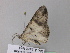  ( - BC ZSM Lep 32796)  @13 [ ] CreativeCommons - Attribution Non-Commercial Share-Alike (2010) Unspecified SNSB, Zoologische Staatssammlung Muenchen