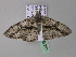  ( - BC ZSM Lep 32799)  @13 [ ] CreativeCommons - Attribution Non-Commercial Share-Alike (2010) Unspecified SNSB, Zoologische Staatssammlung Muenchen