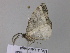  ( - BC ZSM Lep 32822)  @13 [ ] CreativeCommons - Attribution Non-Commercial Share-Alike (2010) Unspecified SNSB, Zoologische Staatssammlung Muenchen