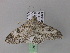  ( - BC ZSM Lep 32823)  @13 [ ] CreativeCommons - Attribution Non-Commercial Share-Alike (2010) Unspecified SNSB, Zoologische Staatssammlung Muenchen