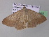  ( - BC ZSM Lep 32925)  @12 [ ] CreativeCommons - Attribution Non-Commercial Share-Alike (2010) Unspecified SNSB, Zoologische Staatssammlung Muenchen