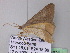  ( - BC ZSM Lep 32926)  @12 [ ] CreativeCommons - Attribution Non-Commercial Share-Alike (2010) Unspecified SNSB, Zoologische Staatssammlung Muenchen