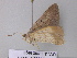  ( - BC ZSM Lep 32927)  @12 [ ] CreativeCommons - Attribution Non-Commercial Share-Alike (2010) Unspecified SNSB, Zoologische Staatssammlung Muenchen