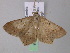  ( - BC ZSM Lep 32928)  @12 [ ] CreativeCommons - Attribution Non-Commercial Share-Alike (2010) Unspecified SNSB, Zoologische Staatssammlung Muenchen