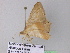  ( - BC ZSM Lep 32929)  @12 [ ] CreativeCommons - Attribution Non-Commercial Share-Alike (2010) Unspecified SNSB, Zoologische Staatssammlung Muenchen