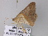  ( - BC ZSM Lep 32932)  @12 [ ] CreativeCommons - Attribution Non-Commercial Share-Alike (2010) Unspecified SNSB, Zoologische Staatssammlung Muenchen