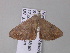  ( - BC ZSM Lep 32947)  @13 [ ] CreativeCommons - Attribution Non-Commercial Share-Alike (2010) Unspecified SNSB, Zoologische Staatssammlung Muenchen
