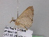  ( - BC ZSM Lep 32953)  @12 [ ] CreativeCommons - Attribution Non-Commercial Share-Alike (2010) Unspecified SNSB, Zoologische Staatssammlung Muenchen