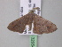  ( - BC ZSM Lep 32954)  @13 [ ] CreativeCommons - Attribution Non-Commercial Share-Alike (2010) Unspecified SNSB, Zoologische Staatssammlung Muenchen