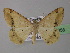  ( - BC ZSM Lep 32958)  @14 [ ] CreativeCommons - Attribution Non-Commercial Share-Alike (2010) Unspecified SNSB, Zoologische Staatssammlung Muenchen