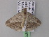  ( - BC ZSM Lep 32973)  @13 [ ] CreativeCommons - Attribution Non-Commercial Share-Alike (2010) Unspecified SNSB, Zoologische Staatssammlung Muenchen