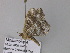  ( - BC ZSM Lep 32981)  @12 [ ] CreativeCommons - Attribution Non-Commercial Share-Alike (2010) Unspecified SNSB, Zoologische Staatssammlung Muenchen