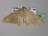  (Luxiaria AH01Za - BC ZSM Lep 32984)  @13 [ ] CreativeCommons - Attribution Non-Commercial Share-Alike (2010) Unspecified SNSB, Zoologische Staatssammlung Muenchen